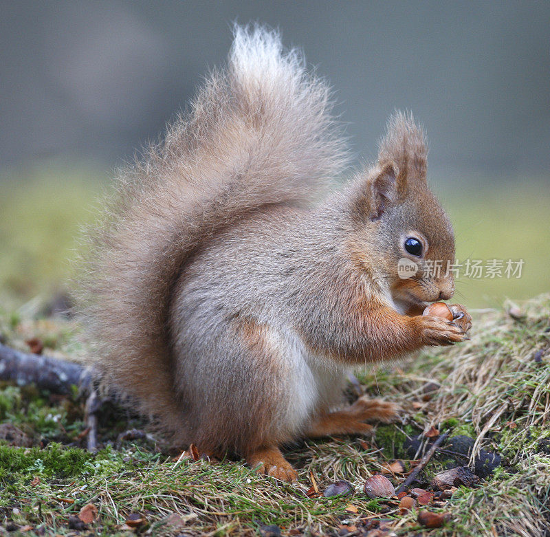 欧亚红松鼠(Sciurus vulgaris)